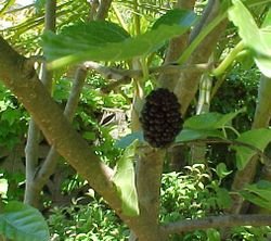 MULBERRY