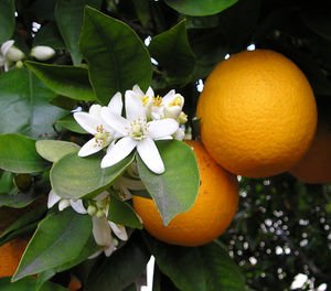 SPICED ORANGE