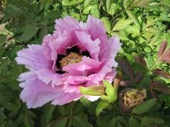 PEONY & TULIP