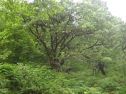 PINE FOREST
