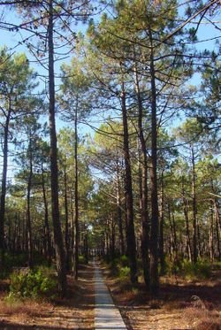 PINE NEEDLES