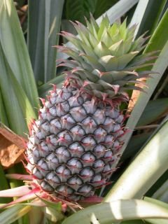 PINEAPPLE