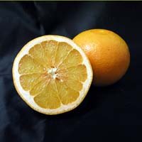 PINK GRAPEFRUIT