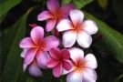 PLUMERIA