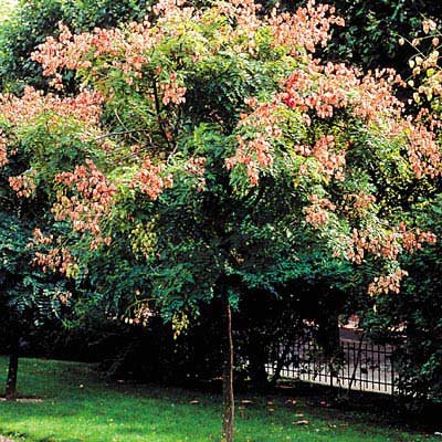 RAIN TREE
