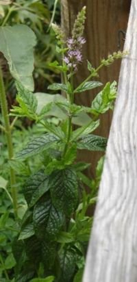 SPEARMINT