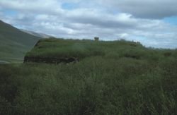 SWEET GRASS