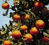 TANGERINE DREAMS