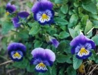 VIOLETS