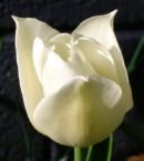 WHITE LILAC