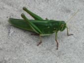 WET GRASSHOPPER