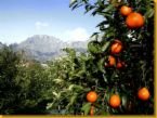 ORANGE CLOVE
