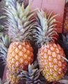 PINEAPPLE VERBINA