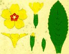 PRIMROSE
