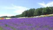 VANILLA LAVENDER
