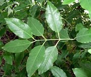 VANILLA SANDALWOOD