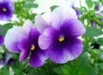 VIOLETS