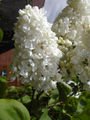 WHITE LILAC