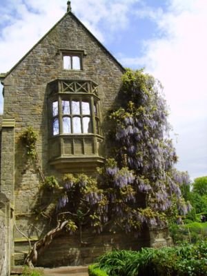 WISTERIA