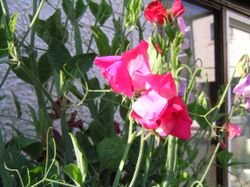 SWEET PEA & PATCHOULI