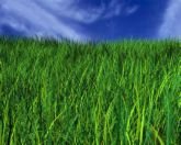 SWEET GRASS