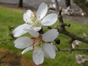 SWEET ALMOND