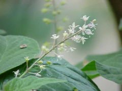 SPICED PATCHOULI
