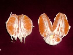 SPICED ORANGE