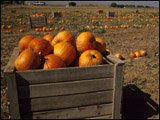 PUMPKIN HARVEST