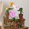 PLUMERIA