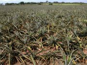 PINEAPPLE VERBINA