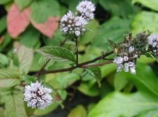 PEPPERMINT