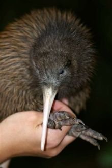 KIWI