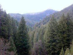 PINE FOREST