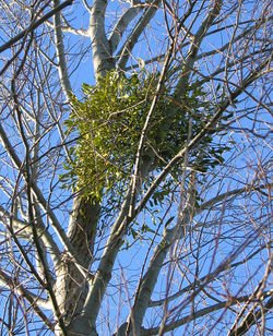 MISTLETOE