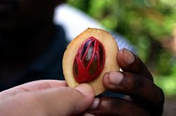 NUTMEG