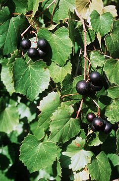 MUSCADINE