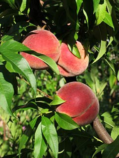 INDIANA PEACHES