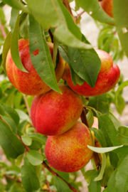 PASSION FRUIT