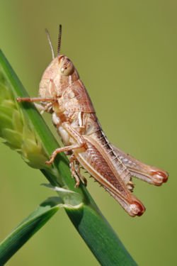 GRASSHOPPER