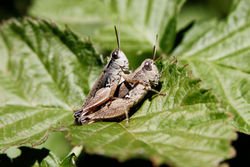 GRASSHOPPERS SWEETIE
