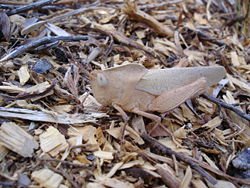 WET GRASSHOPPER