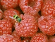 HARVEST BERRIES