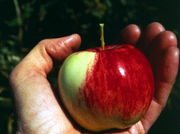 GOLDEN DELICIOUS APPLE