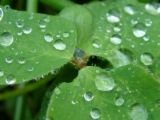 FRESH RAIN