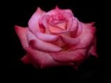 FRESH CUT ROSES