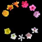 CLOVE