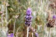 ENGLISH LAVENDER