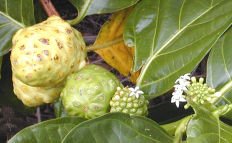COCONUT LIME VERBENA