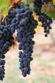 CONCORD GRAPE